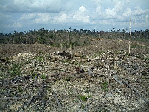 Bibit Pohon untuk Lahan Gundul Warga